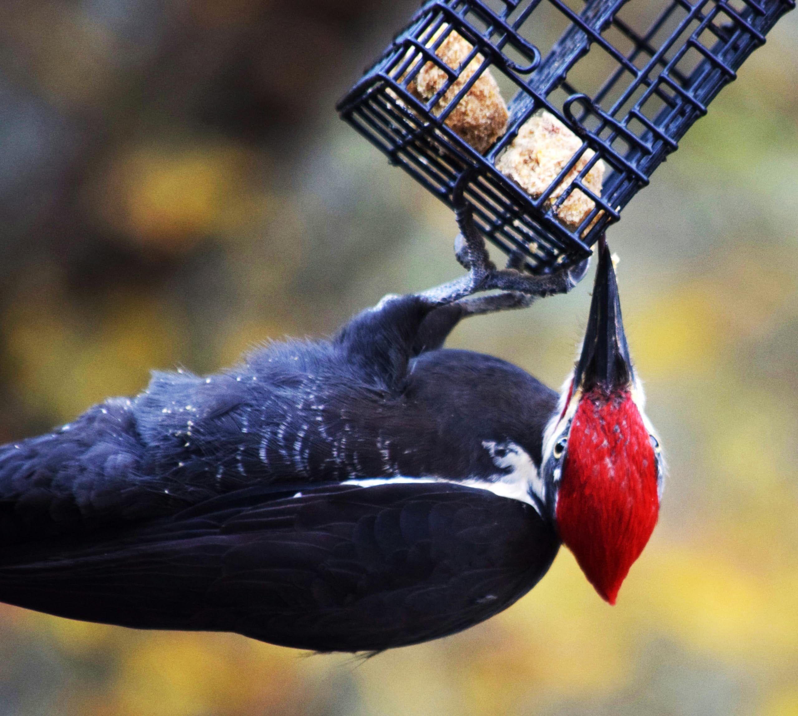 CountryMax Backyard Seeds No Melt Premium Suet Cakes 12 Pack for Wild Birds, Cardinals, Chickadees, Goldfinches (Woodpecker)