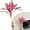 C, variant on Artificial Cordyline Fruticosa Logs Tropcial Plant, Fake Dracaena Tree for Indoor Outdoor Office Home Living Room Patio Greenery Porch Decor, Pink