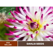 40  Seeds| Tanjoh Dahlia Perennial Seeds | Seeds, Herbal Seeds, Flower Seeds, GMO Free, Authentic Seed #D073