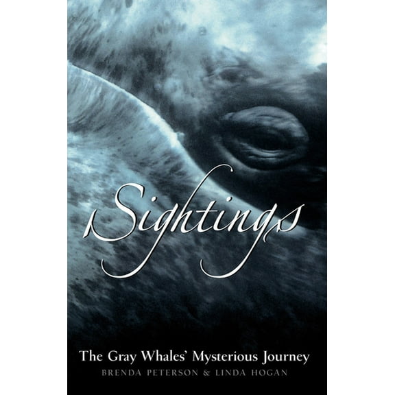 Pre-Owned Adventure Press: Sightings : The Gray Whales' Mysterious Journey (Hardcover)