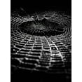 thumbnail image 2 of Carson, Brian 19x24 White Modern Wood Framed Museum Art Print Titled - Spiderweb No 1, 2 of 4
