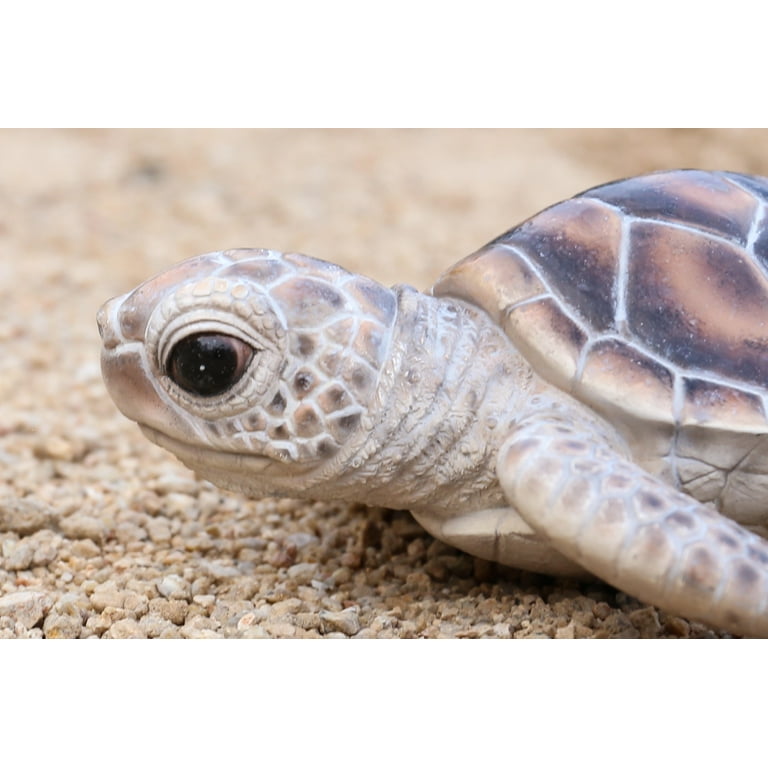6 Tiny Baby Turtles to Melt Your Heart: The Cutest Small Pet Turtles
