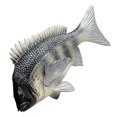thumbnail image 1 of Toys Animal Teaching Aid Fish Table Centerpiece Simulation Black Sea Bream Figure Simulation African Crucian Carp Ornamental Fish Ocean Plastic Child, 1 of 6