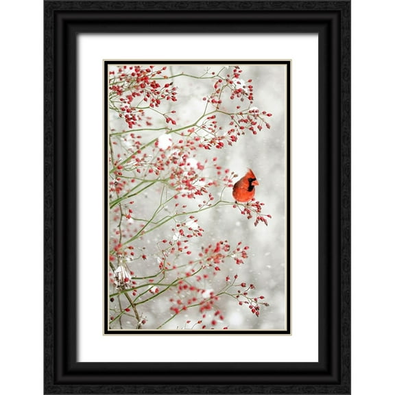 Grippo-Pike, Carrie Ann 11x14 Black Ornate Wood Framed with Double Matting Museum Art Print Titled - Red Cardinal in the Red Berries