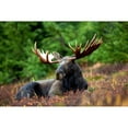 thumbnail image 2 of CafePress - Majestic Moose Throw Blanket - Soft Fleece Throw Blanket, 50"x60" for All Ages, 2 of 2