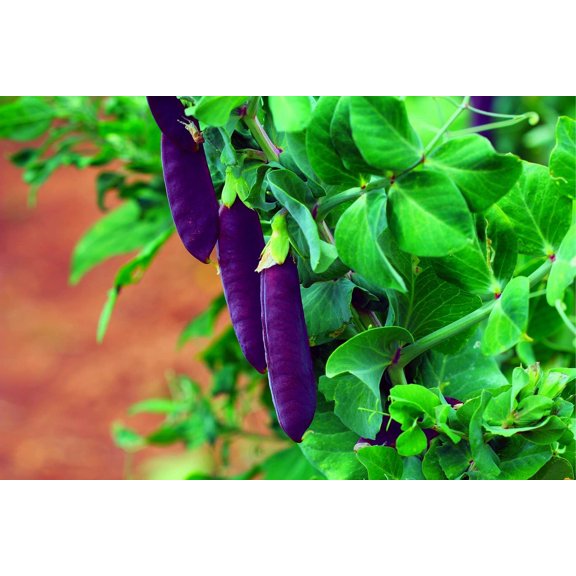 Purple Pod Pea Seeds for Planting - 10 Seeds - Heirloom and Non-GMO, Easy to Grow
