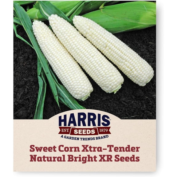 Harris Seeds Xtra-Tender Natural Bright XR F1 Organic Sweet Corn, White Supersweet Variety, 50 Count
