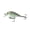Wild Shad, variant on 6th Sense – Crush Series Squarebill Crankbait Bass Fishing Lure, Shallow Diving Hard Bait