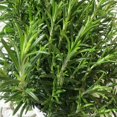 thumbnail image 4 of Rosemary Plants Live in 4 Inch Pot - Pack 2 Pots Blue Purple Rosemary Herb Plants Indoor Outdoor Garden, 4-6" Tall, 4 of 6
