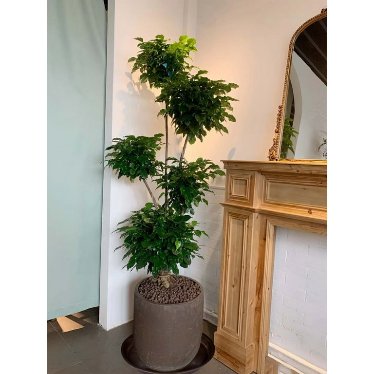 indoor plant pot with stand Anzio Plant Pot & Wooden Stand - Stone White - Plant Stands | Hortology main image 0