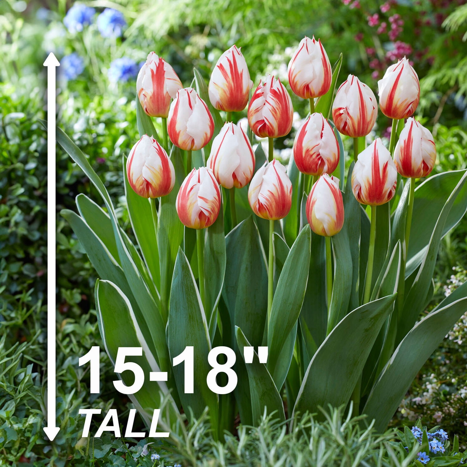 Garden State Bulb Happy Generation Triumph Tulip Flower Bulbs, 12/+ cm (Bag of 25)