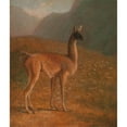 thumbnail image 3 of Jacques-Laurent Agasse 20x23 Black Modern Framed Museum Art Print Titled - Guanaco (ca. 1848), 3 of 5