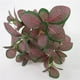 thumbnail image 5 of Injueey 5 ramas de plantas artificiales, vides, colgante de pared, simulación de hojas de ratán, ramas, planta verde, hoja de hiedra, Plantas Artificiales, 5 of 6