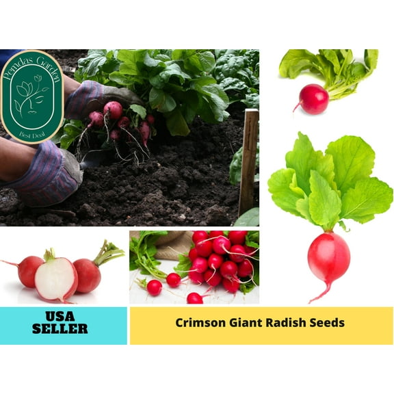 100  Seeds| Radish Seeds, Crimson Giant - Authentic Seeds ~ GMO Free ~ Seeds~Flower seeds~ Vegetable seeds~ Asian Garden~ Herbs B5G1 #7020