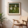 thumbnail image 6 of Delicate snowdrops in the spring meadow - Bezirk Pankow Berlin Germany Photography Flowers Nature Botanical Garden Floral Scenic Unframed Wall Art Print 8 x 8 inches, 6 of 9