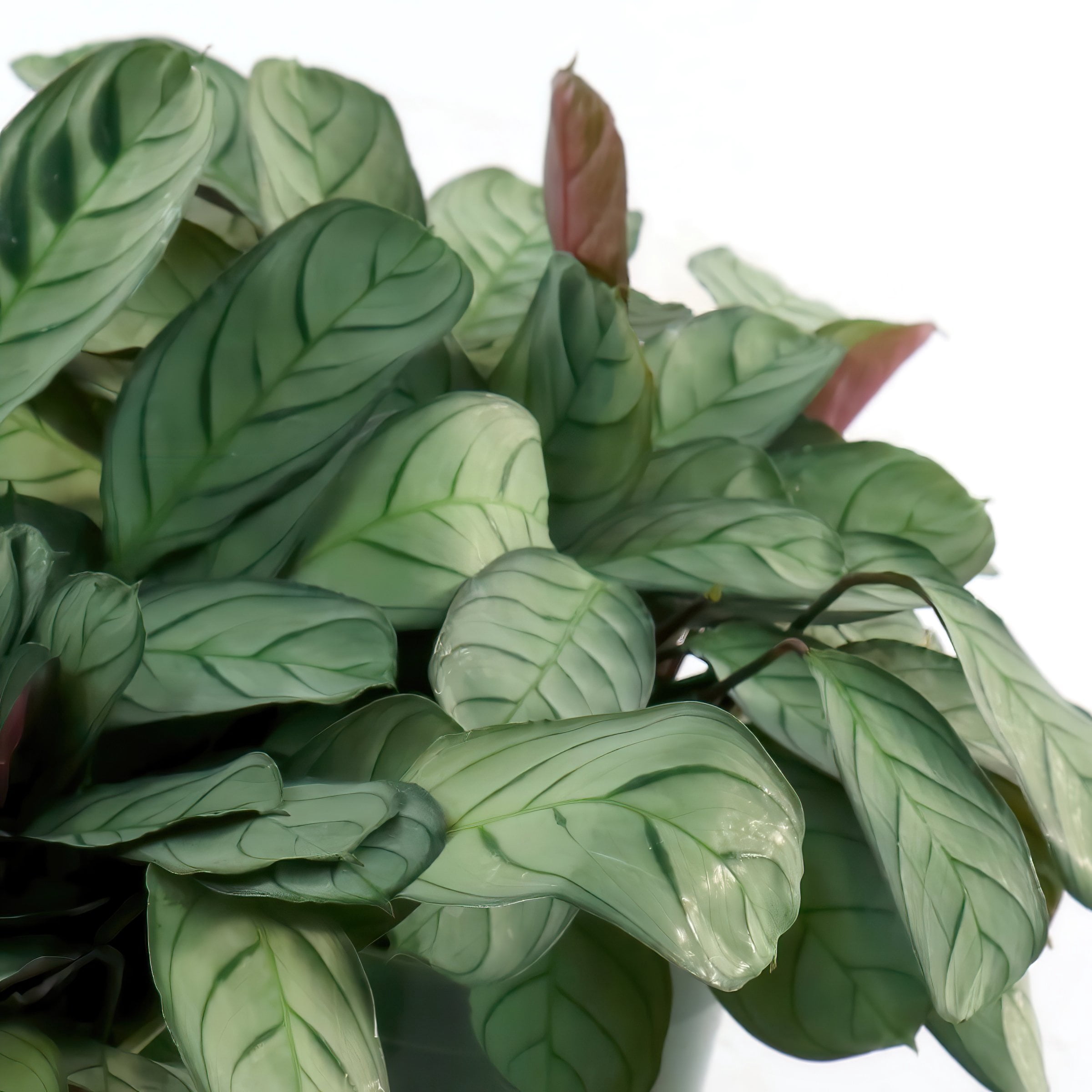 4 in. Calathea Amagris Plant in Grower Container (3-Pack)