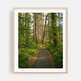 thumbnail image 2 of Marsh Edge Trail, Blackwater National Wildlife Refuge 02 - Maryland Photography Forest Nature Landscape Scenic Botanical Rural Unframed Wall Art Print 36 x 48 inches, 2 of 13