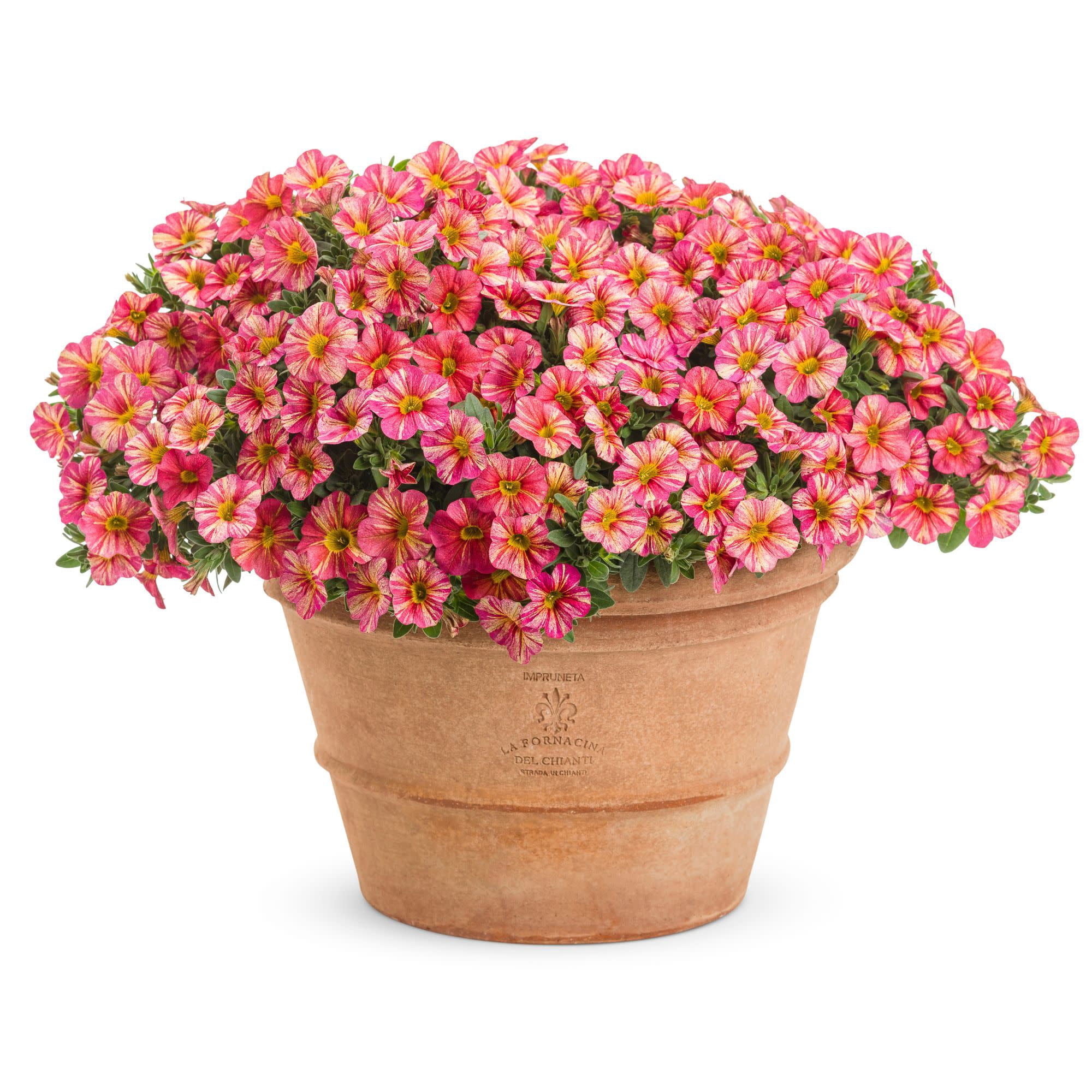Proven Winners 4" Multicolor Superbells Tropical Sunrise Calibrachoa Live Plant in 4.25" Pot (4 Count)