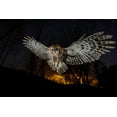 thumbnail image 2 of Moglia, Fabrizio 14x11 White Modern Wood Framed Museum Art Print Titled - Tawny Owl And The False Fire, 2 of 4