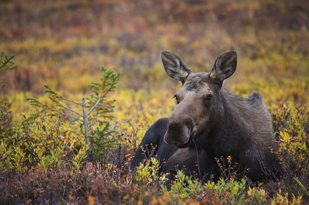 Cow Moose Bedded Do