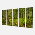 thumbnail image 2 of Lush Rainforest dans Cathédrale Grove - Impression sur Toile Paysage, 2 of 3