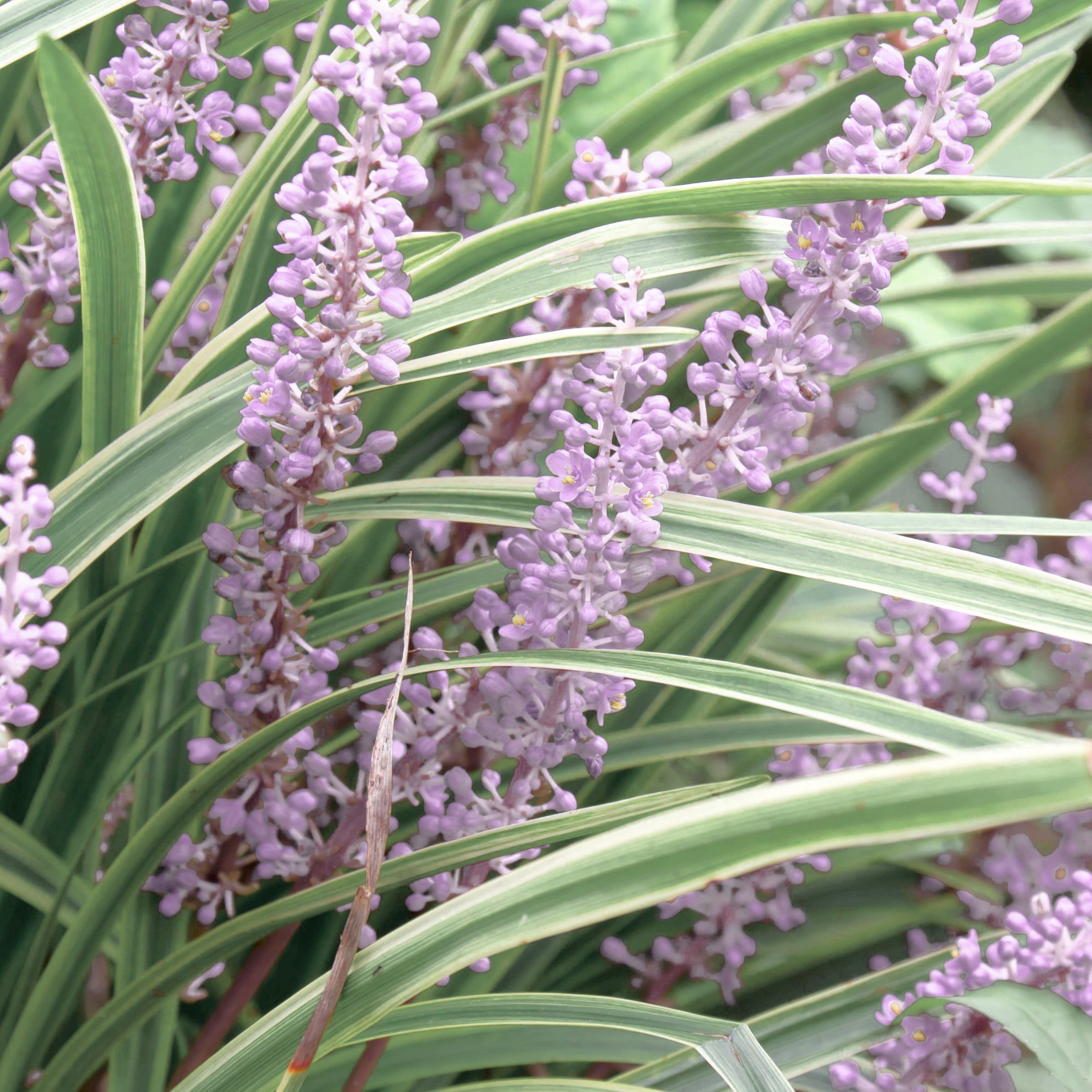 National Plant Network 4 in. Liriope Silver Dragon (32-Pack)