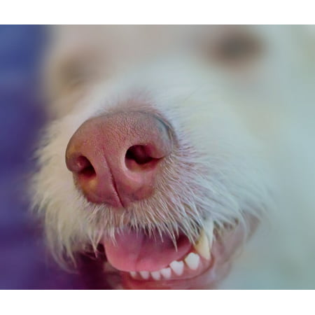 Framed Art for Your Wall Animal Sense of Smell Dog Nose Smell 10x13 (Animal With Best Sense Of Smell)