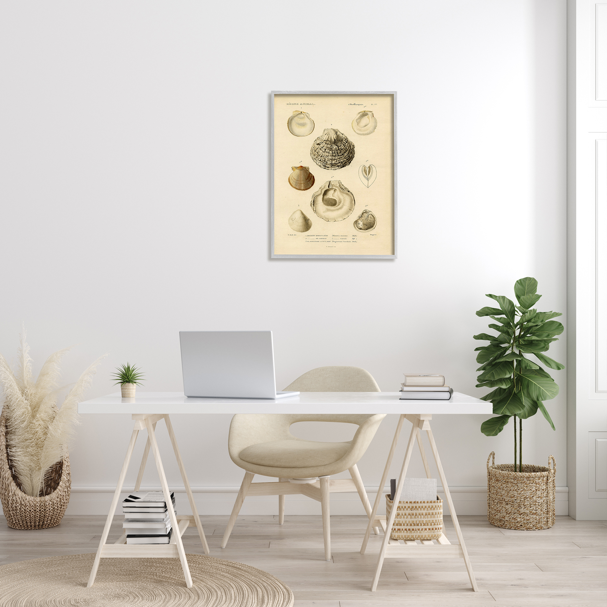Stupell Industries Vintage Sea Shell Latin Study Marine Chart, 24 x 30, Designed by Daphne Polselli