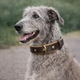 thumbnail image 2 of Collier pour Chien. Collier pour Chien Fait à la Main en Cuir Véritable, Brun Foncé avec Doublure Intérieure Noire, Boucle Ajustable. Buddies Collars, 2 of 5