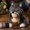 D, variant on Ylyoy Fantasy Hood Hat DIY Crochet Kit Series, Animal Hood Hat DIY Crochet Kit for Beginners, Complete Great Experience, Tutorial Guide, Yarn & Hook, Gift for Adults,Wolf