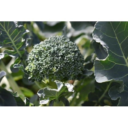 DeCicco Broccoli - 50 Vegetable Seeds - De Cicco - - Long Season Produce-r old-Italian heirloom huge harvests -Fresh or (Best Way To Cook Frozen Broccoli)