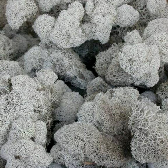 Green Deerfoot Moss - 5 lbs - Fresh Cut Flowers - Moss - by Bloomingmore