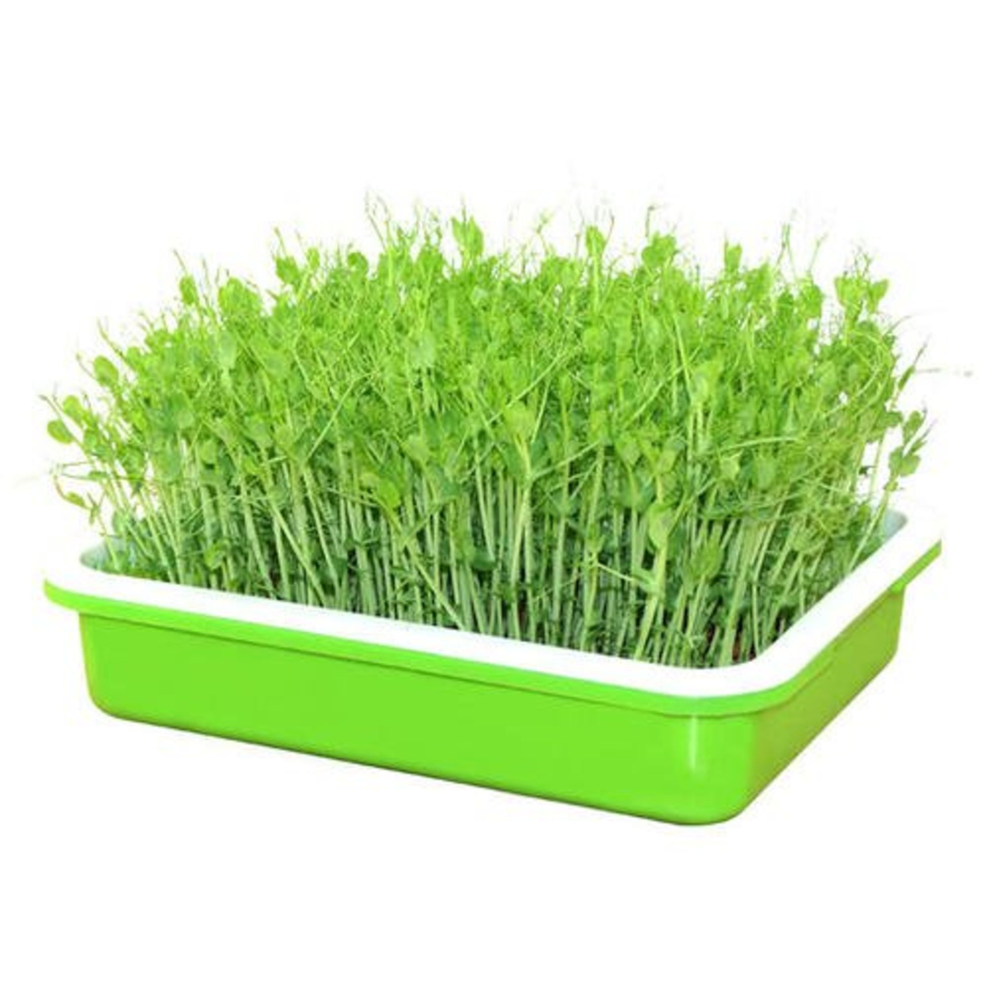 Plant Germination Tray Seed Sprouter Tray with Lid BPA Free Bean Sprout Grower Germination Kit Sprouting Kit Extra Small Hole Sprouting Grower Kit and Storage Trays for Home Kitchen Use