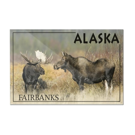 Fairbanks Imports Moose Male & Female - Fairbanks, Alaska - Lantern Press Photography (James T. Jones) (12x8 Acrylic Wall Art Gallery Quality) ()