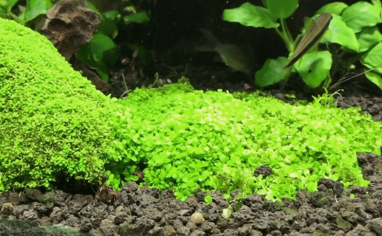 Dwarf Baby Tears Live Aquarium Plant Bundle – Hemianthus Callitrichoides Cuba HC Carpet for Freshwater Aquascaping