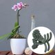 thumbnail image 5 of Herramienta de Clip para Plantas Clips en Forma de Crisantemo Clip de Fijación Accesorios de Clip de Orquídea de Plástico para Hermosas Abrazaderas Grandes, 5 of 8