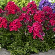Van Zyverden Tall Phlox Red Riding Hood Set of 5 Roots Red Partial Sun Perennial Pollinator 1 lb