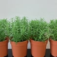 thumbnail image 5 of 06 Rosemary Plants Live for Indoors, Fragrant Herbs Live Plant Indoor Outdoor Spring Planting, 4-8" in Tall, No Pot, (Fast-Growing Rosemary), 5 of 6