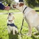 thumbnail image 3 of Silbato Clicker 2 En 1 Dispositivo De Adiestramiento Para Perros Dispositivo De Adiestramiento Para Perros Suministros Para El Adiestramiento De Mascotas Silbato Salvavidas Para Actividades Al Aire, 3 of 3