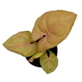 thumbnail image 2 of Neon Pink Syngonium, 2 inch Arrow Head Vine Vining Indoor Plant, 2 of 8