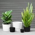 thumbnail image 4 of Root & Vessel Majestic Low Profile Cylinder Pot, White, 6.5", 4 of 4