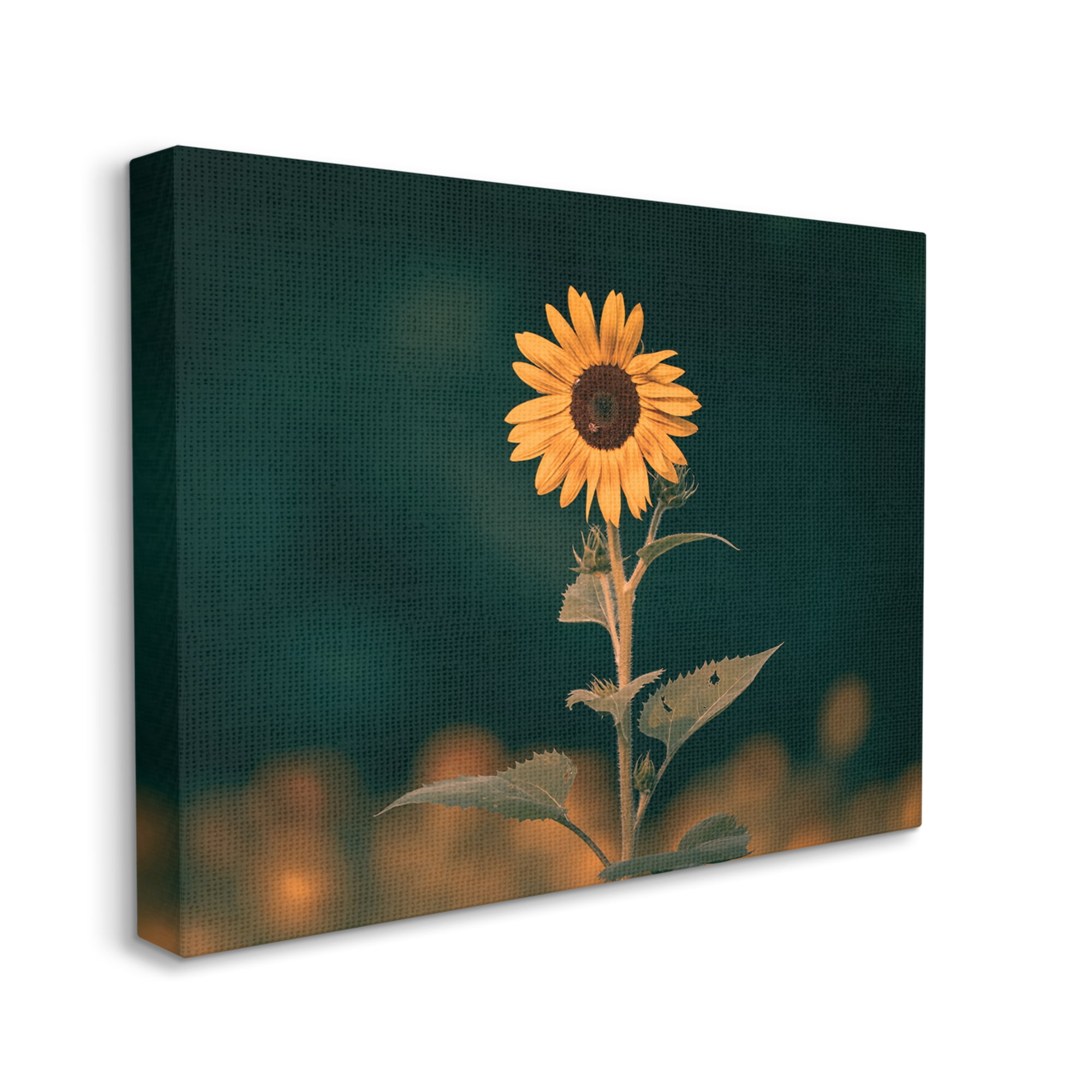 Stupell Industries Dark Sunflower Nature Botanical & Floral Photography Gallery Wrapped Canvas Art Print Wall Art, 40 x 30