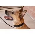 thumbnail image 4 of Collar para perros Starmark Pro-Training grande para todas las etapas de la vida, 4 of 4
