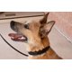 thumbnail image 4 of Collar para perros Starmark Pro-Training grande para todas las etapas de la vida, 4 of 4