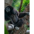 thumbnail image 2 of Fitzharris, Tim 19x24 White Modern Wood Framed Museum Art Print Titled - Black-crested Gibbon, 2 of 4