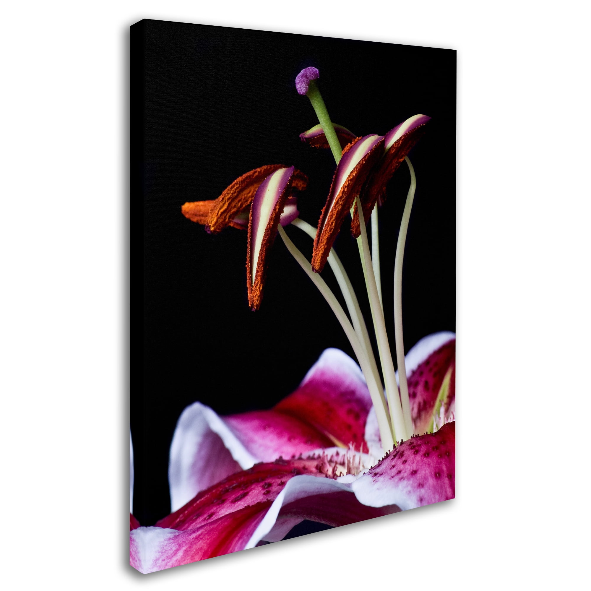 Trademark Fine Art 'Hot Pink Lily Closeup' Canvas Art by Lori Hutchison