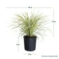 thumbnail image 2 of Expert Gardener Aztec Grass (2.5 Quart) Green and White Variegated Liriope 'Lily Turf' Groundcover - Live Plant, 2 of 4