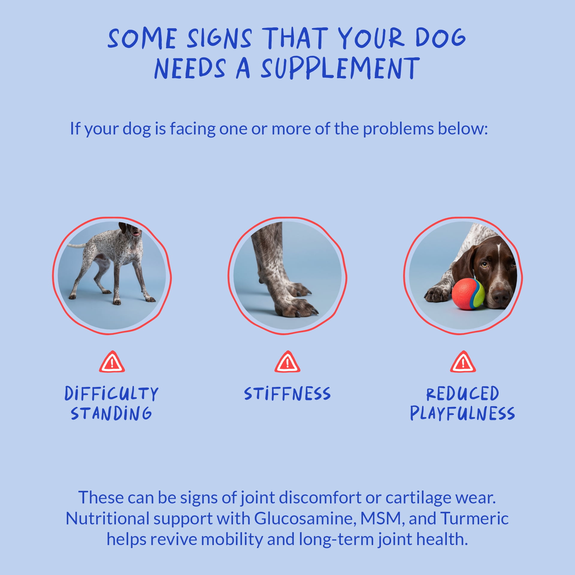 Coco and Luna Hip & Joint Supplement for Dogs - 90 Soft Chews - with Green Lipped Mussel, Glucosamine, Turmeric, Fish Oil, MSM and Yucca Schidigera (Soft Chews)