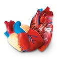 thumbnail image 2 of Learning Resources Soft Foam Cross-Section Human Heart Model - 2 Pieces, Ages Boys and Girls 7+ Science Exploration Tools, STEM Classroom Activities, 2 of 4