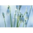 thumbnail image 2 of Podt, Martin 18x13 White Modern Wood Framed Museum Art Print Titled - Couple of Snowdrops, 2 of 4